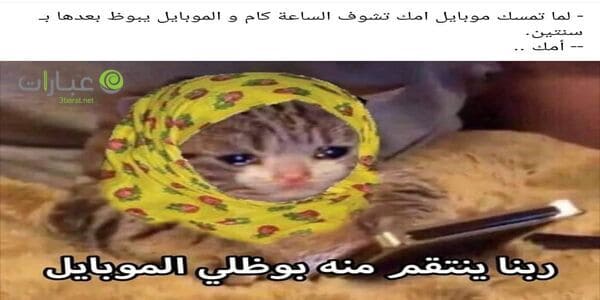 نكت قطط